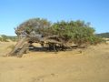 Juniperus oxycedrus